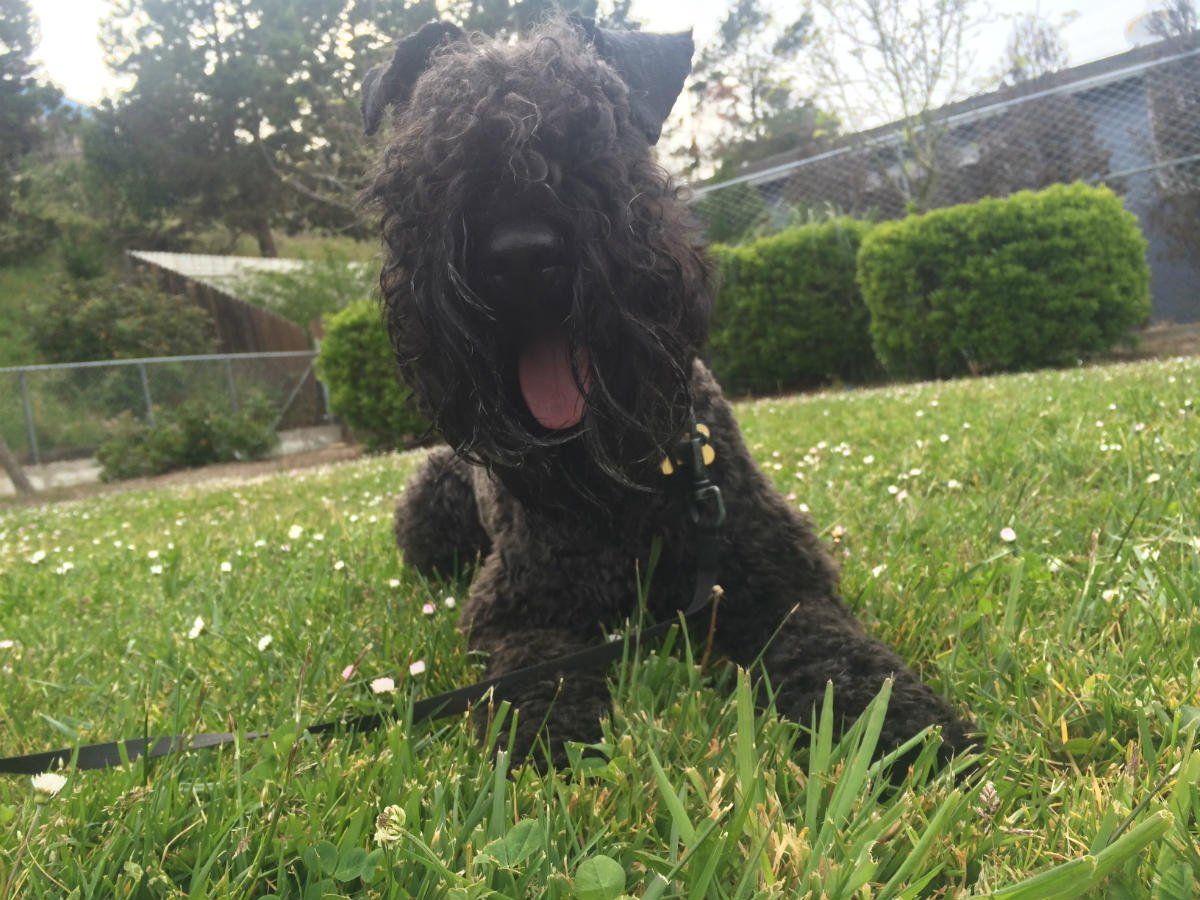 Black terrier dog yawning in grassy area.