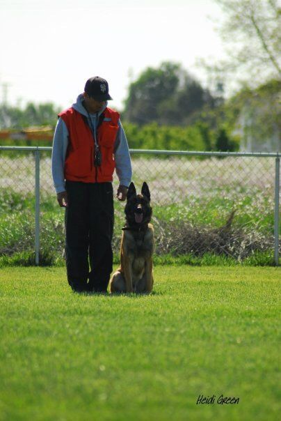 Man in orange vest stands with dog on grassy field. Dog sits, attentive.
