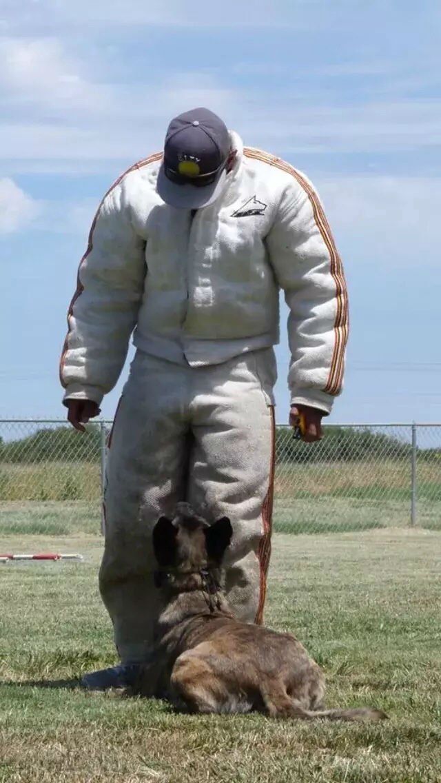 Dog sits looking up at a person in a bite suit on a grassy field.