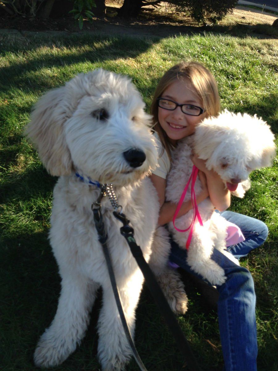 Girl with glasses smiles, holding a small white dog and sitting with a large, cream-colored dog on a grassy lawn.