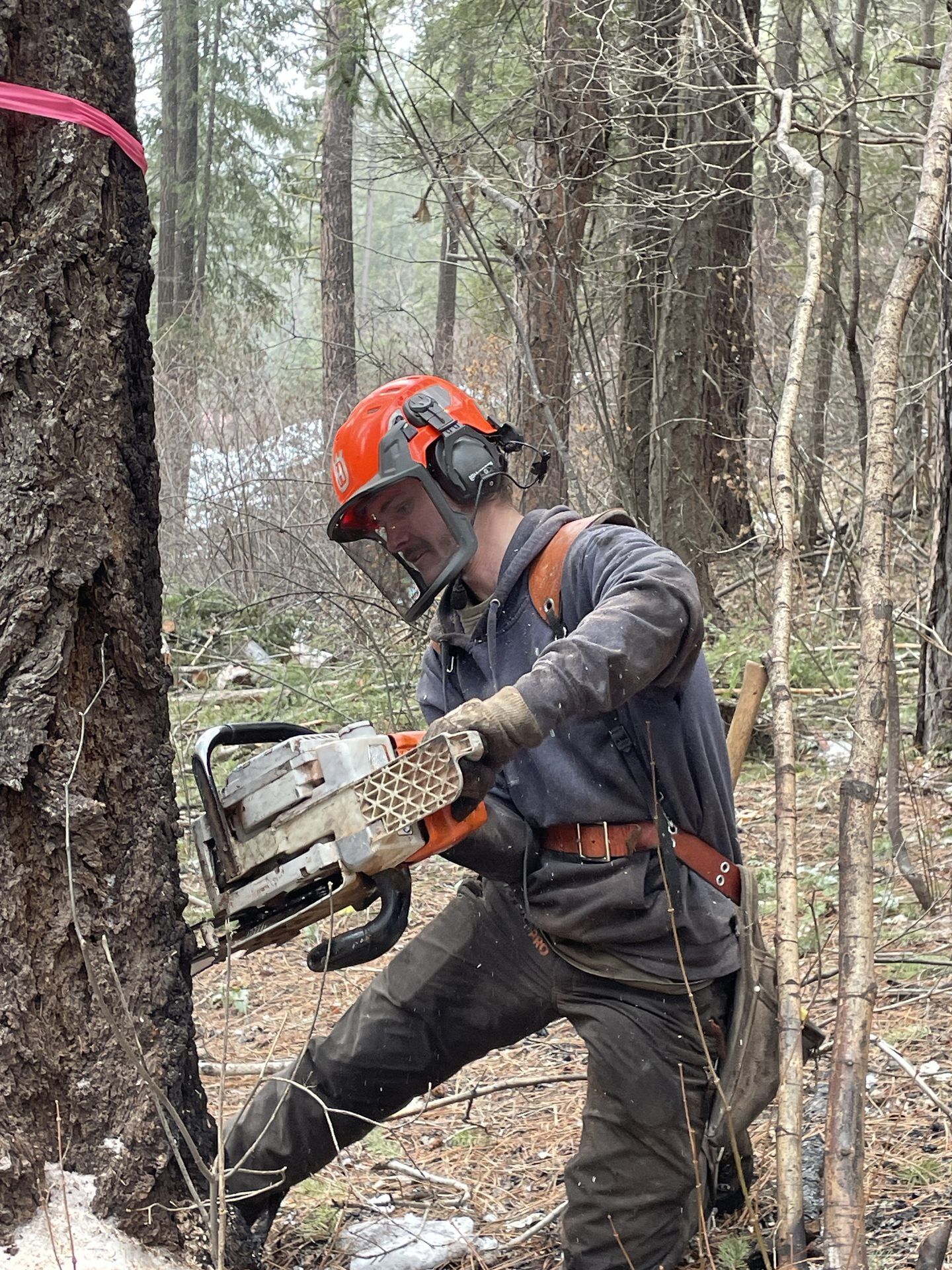 Worker in orange helmet cutting a tree trunk with a chainsaw in a forest