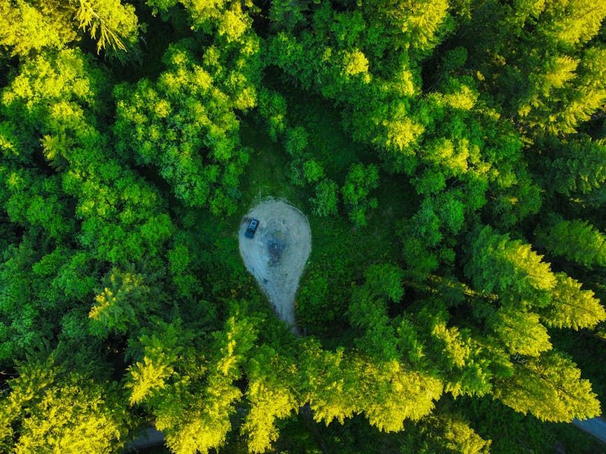 Top-down view of a dense green forest with a small gray clearing in the center