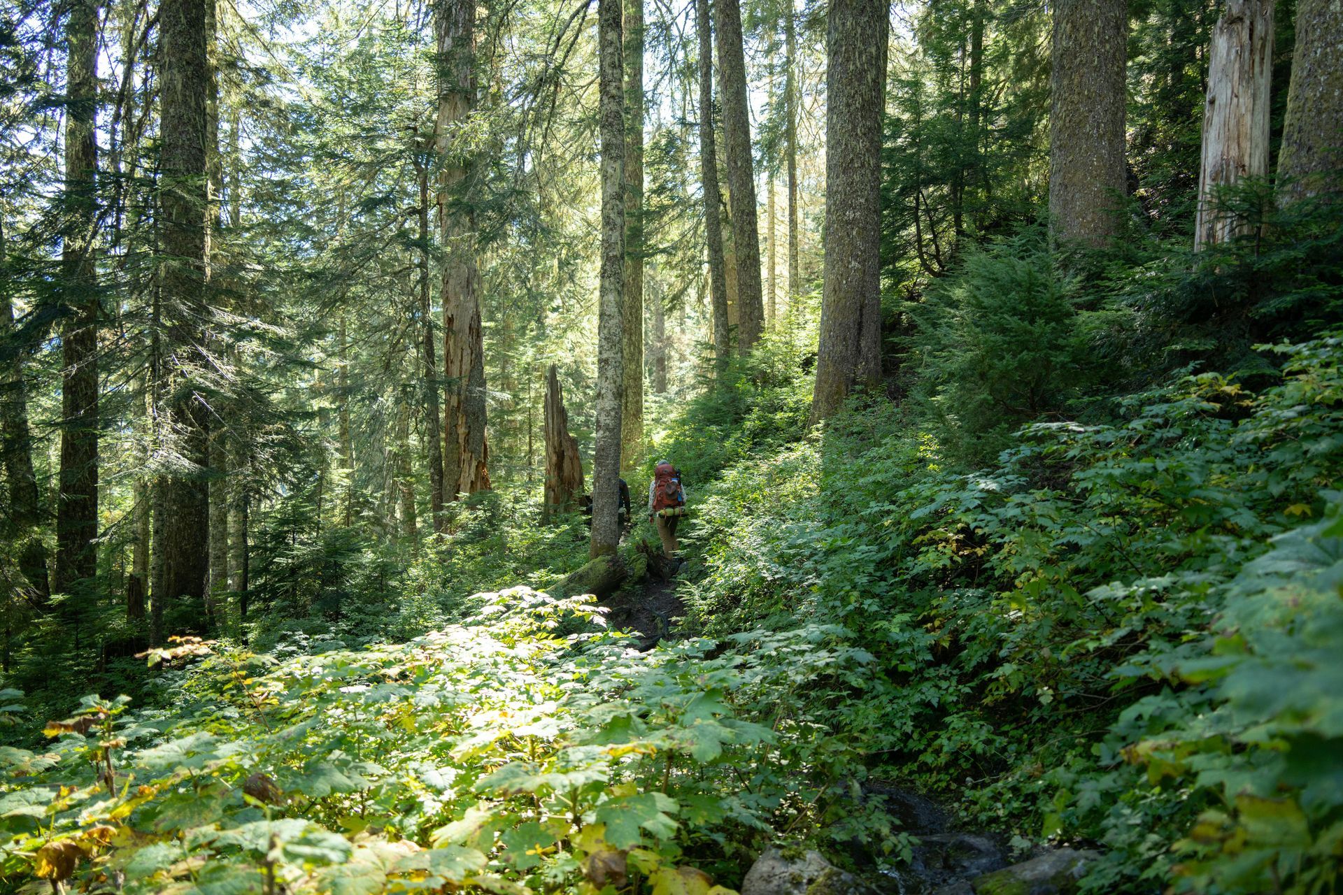 Two hikers on a forest trail surrounded by tall trees and green undergrowth