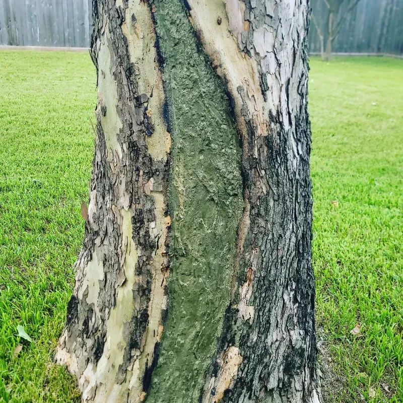A tree trunk with a green swirl in the middle of it.