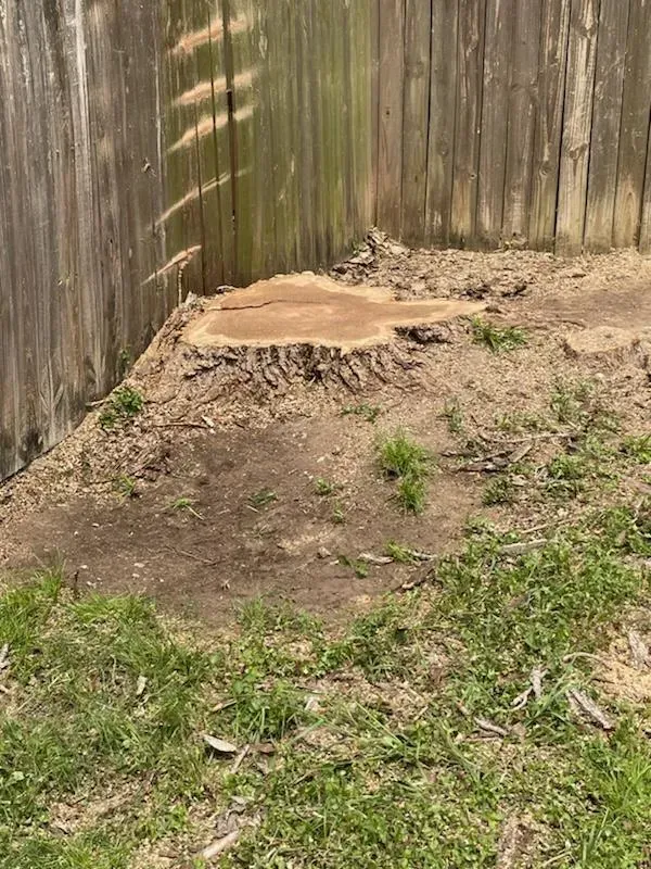 A tree stump in the middle of a yard next to a wooden fence.
