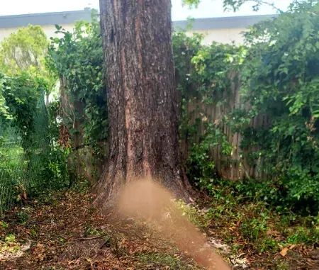 A tree is sprayed by a solution that would repel pine bark beetles.