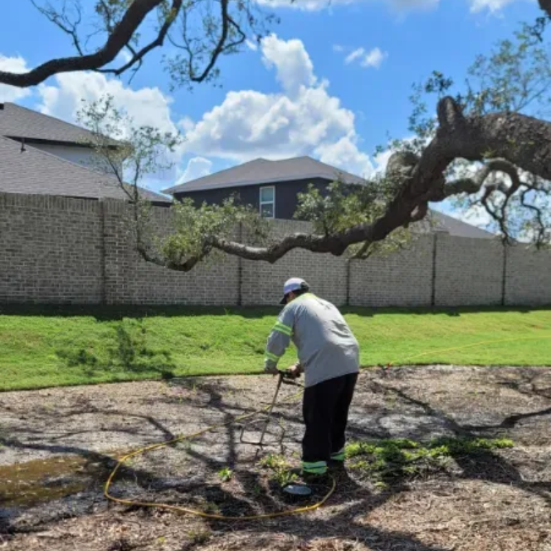 A person is cutting a tree branch with a pair of scissors.