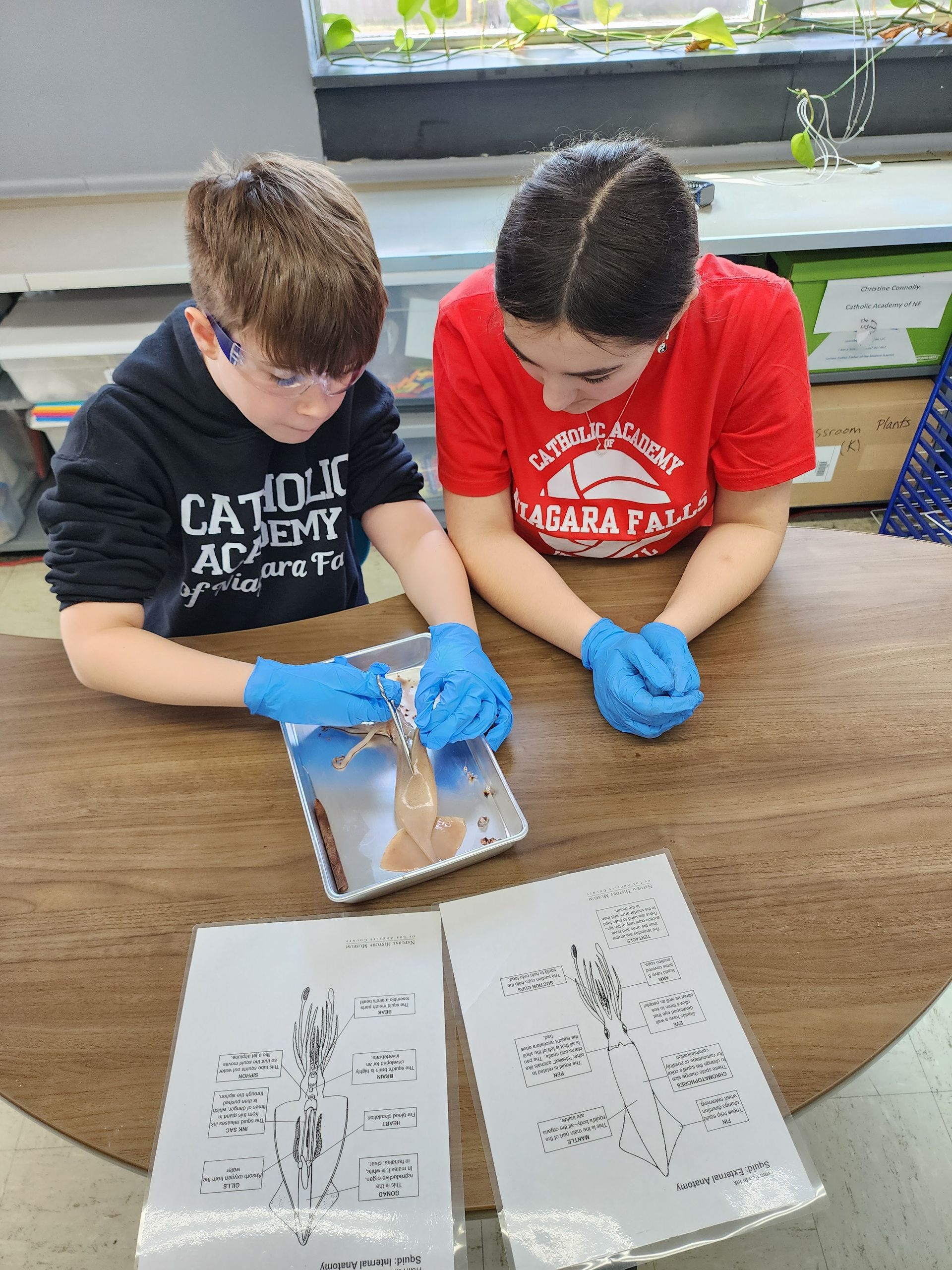 Two students dissect a specimen in a lab, wearing gloves. Diagrams lie on the table.
