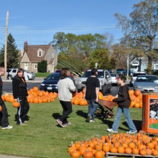 People at a pumpkin patch. Pumpkins on the ground. Cars, houses, and trees in background. Sunny day.