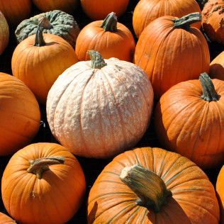 Pumpkins of varying sizes and colors, including orange and white, in a close-up arrangement.