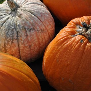 Close-up of four pumpkins, one gray and three orange, clustered together.