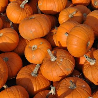 Pile of orange pumpkins, some with green stems, in sunlight.