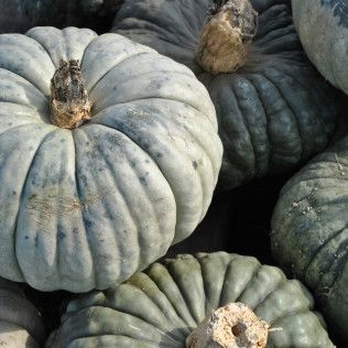 Gray-blue pumpkins with textured skin and brown stems, piled together.
