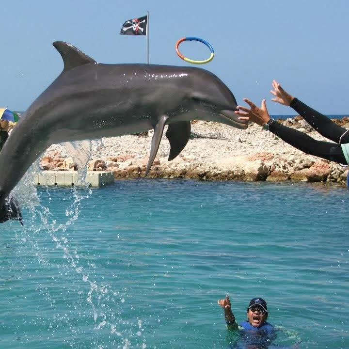 Dolphin Cove Ocho Rios