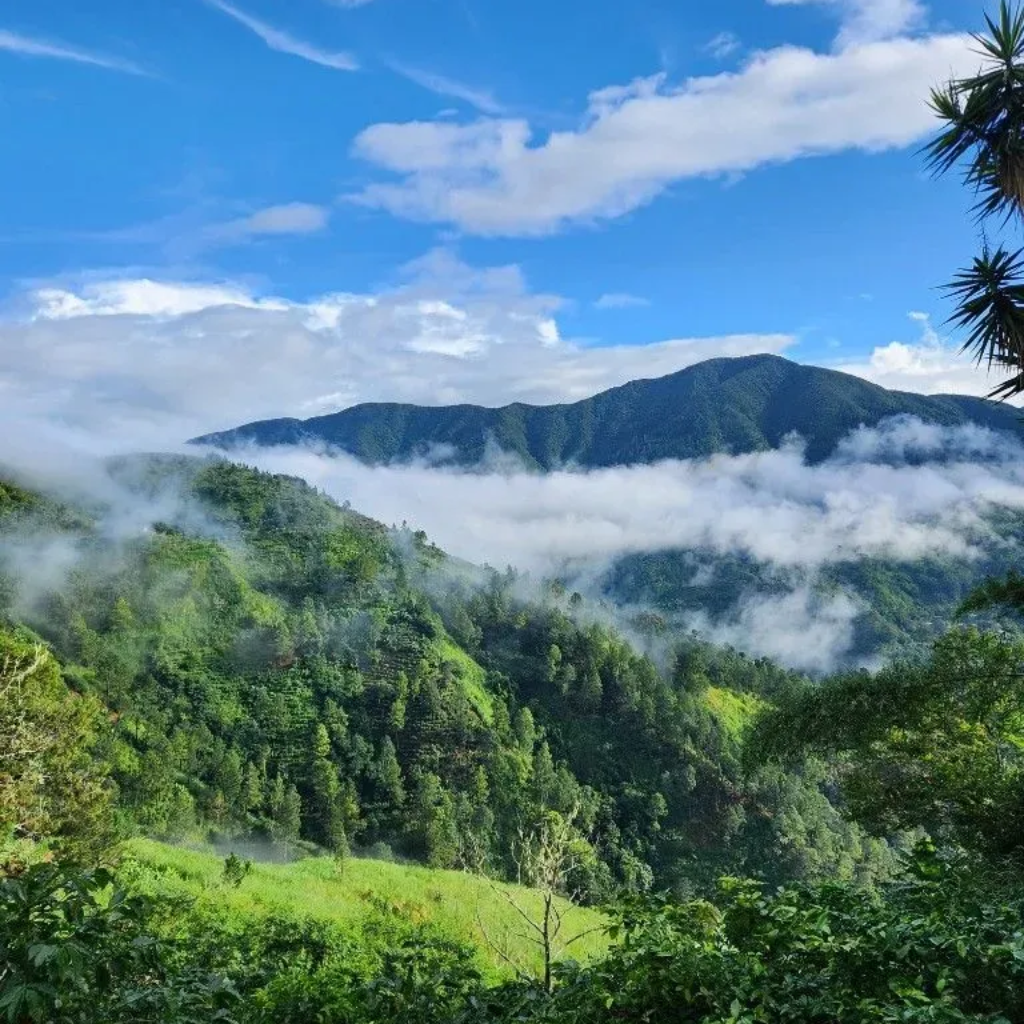 Blue Mountains, Kingston, Jamaica