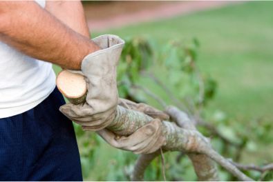 Close up of a mans hands in gloves pulling a tree branch for the purposes of cleaning up a yard in Oxnard, Ca.