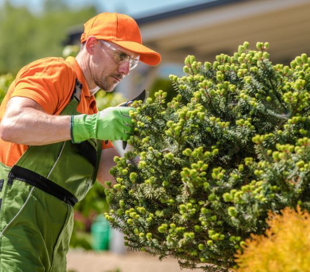A close-up of a man pruning a bush.