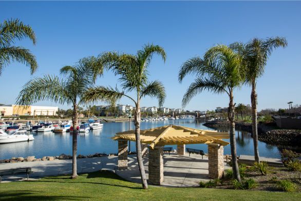 Perfectly trimmed small palm trees
next to a concrete public patio overlooking the boat canals in Oxnard, Ca.