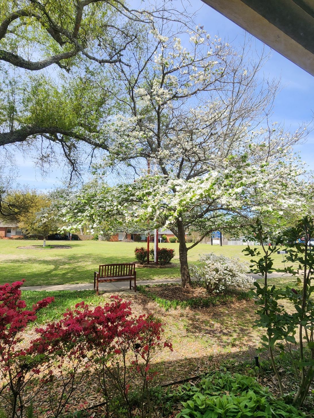 Tree with white blossoms in a park with a bench and red and green bushes on a sunny day.