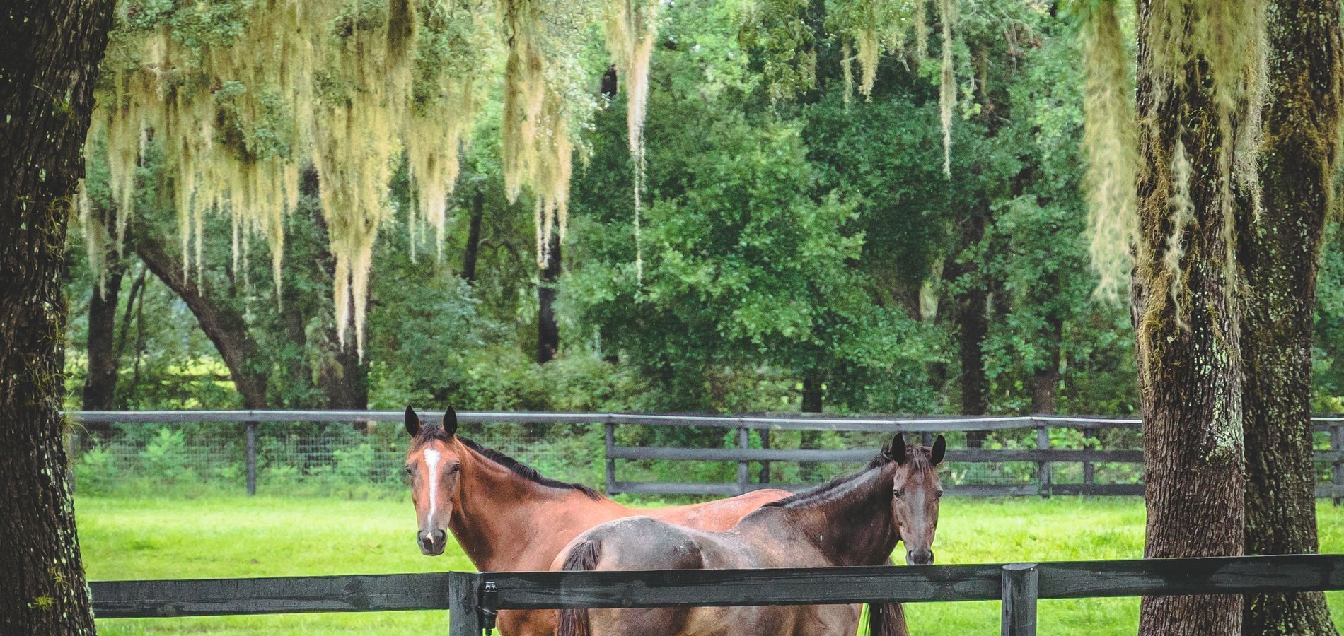 Two horses stand in a grassy, fenced pasture surrounded by trees draped with Spanish moss.