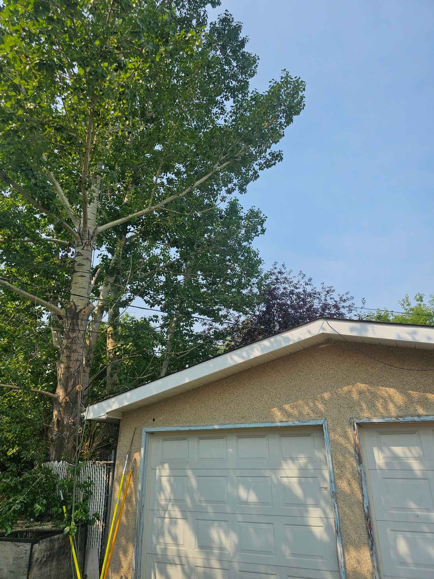 Tall green tree beside a beige house and white garage door under a blue sky