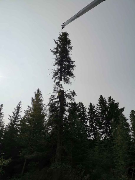 A crane lifts a tall tree above a dark evergreen forest under a gray sky.