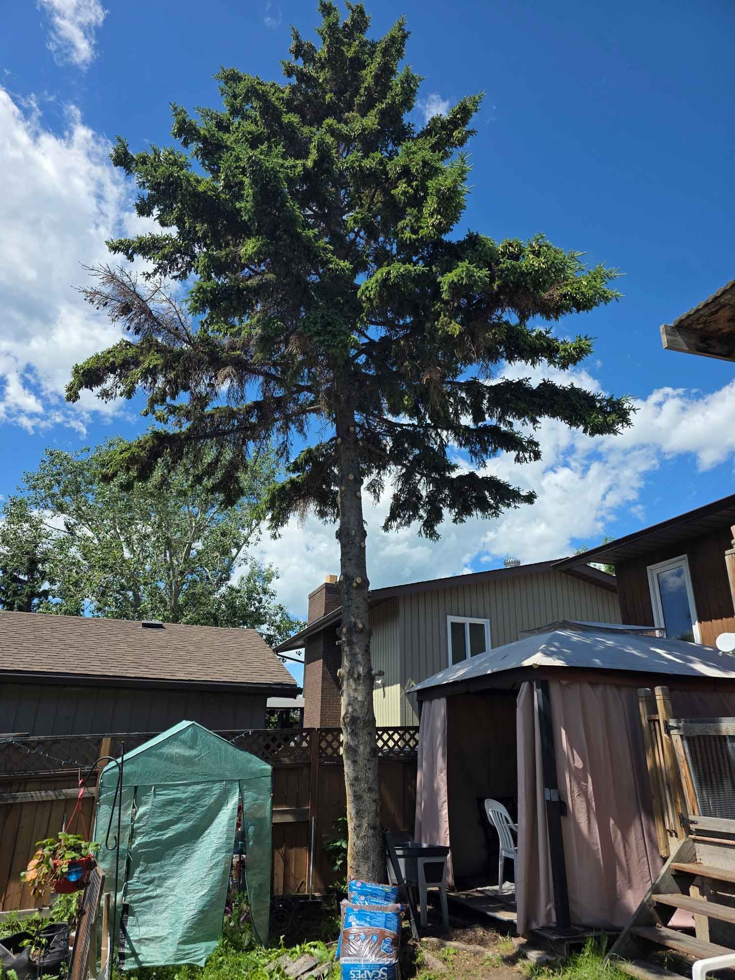 Tall evergreen tree in a backyard between houses under a blue sky with clouds