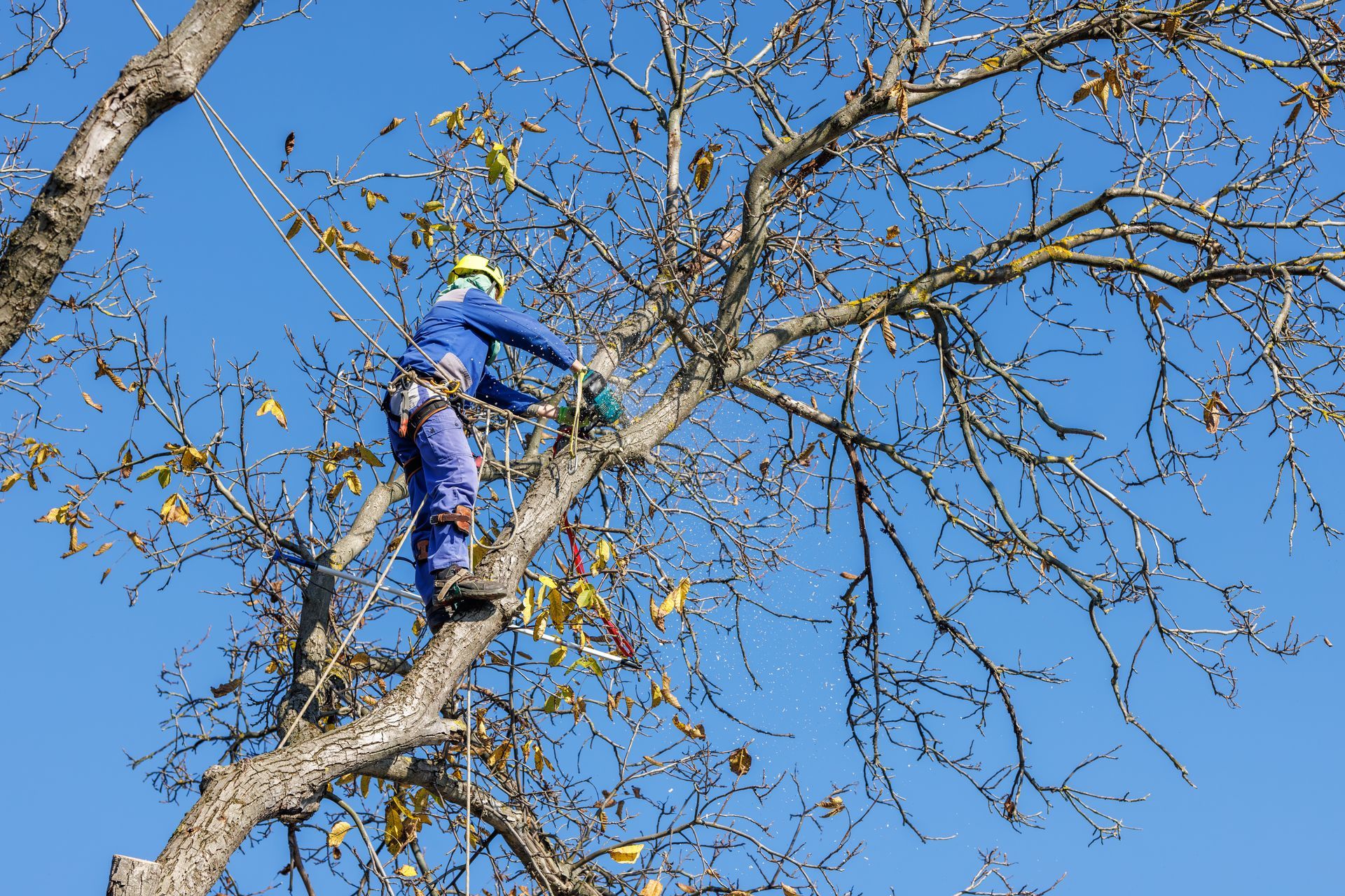 Large tree over a fenced backyard with a house and blue sky in the background