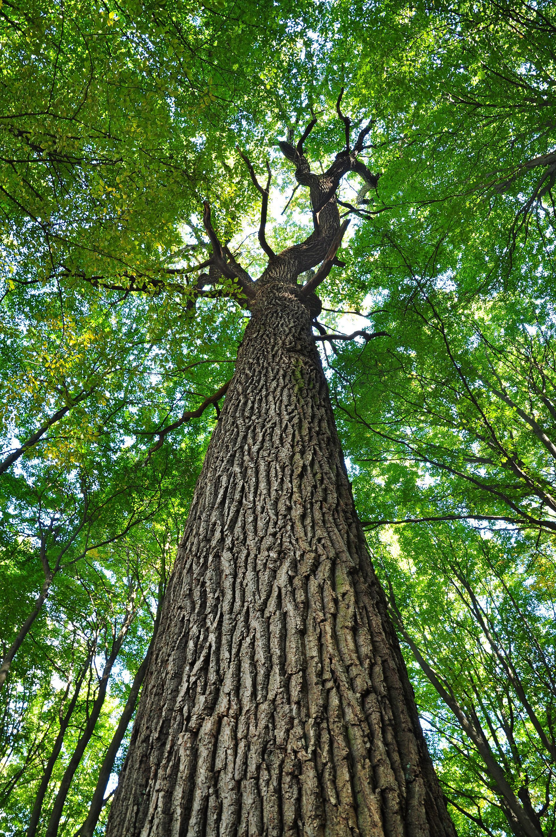 Homeowner and arborist evaluating a large leaning spruce tree in an Okotoks backyard