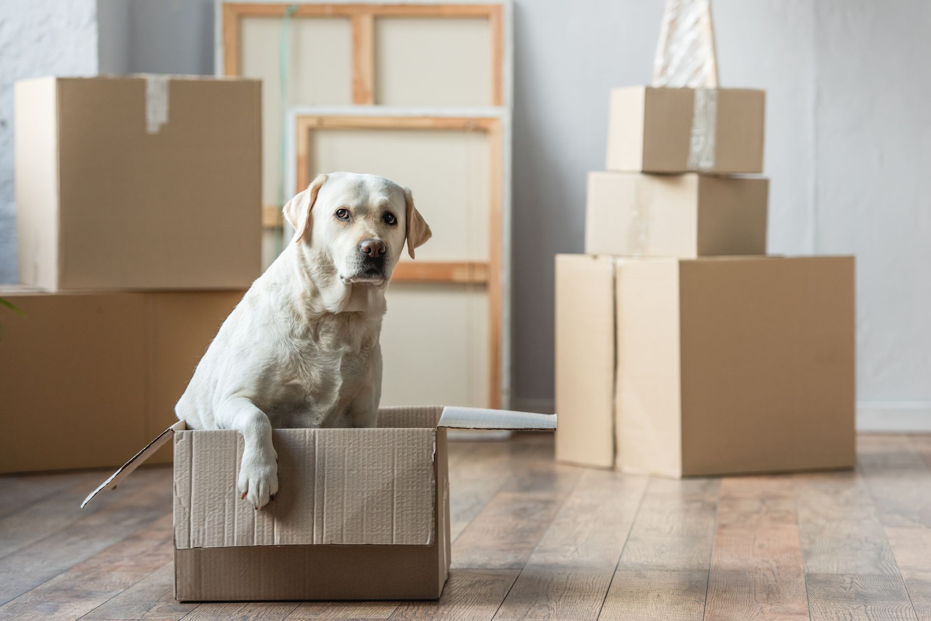 A dog sitting in a cardboard box in a new house. A dog sitting in a cardboard box in a new house.