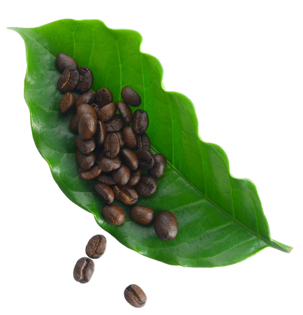 Coffee beans on a green leaf, with a few scattered beside it.