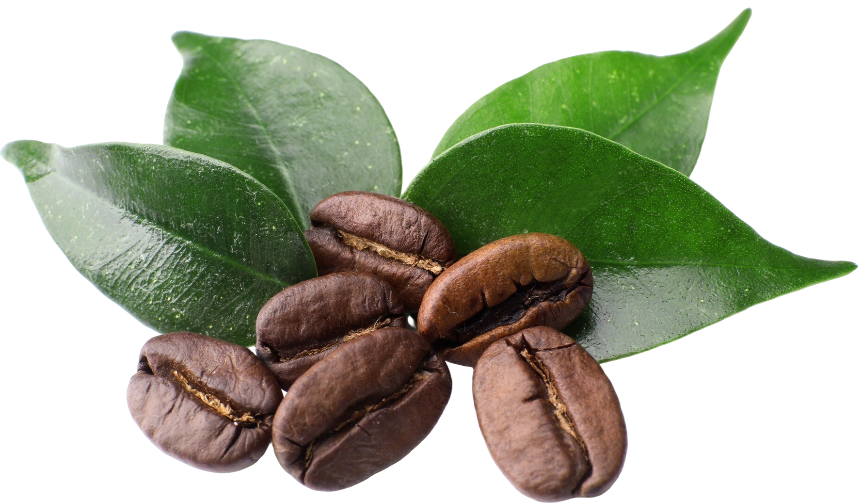 Coffee beans with green leaves on a white background