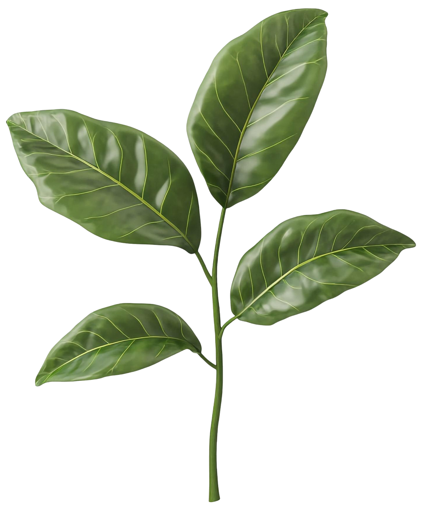 Green leafy branch with three glossy leaves on a white background
