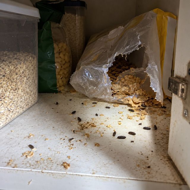 Droppings, gnawing or the entry point before treatment