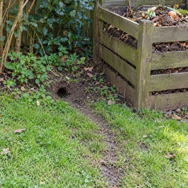 Droppings, gnawing or the entry point before treatment