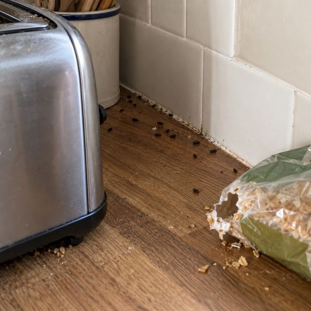 Droppings, gnawing or the entry point before treatment