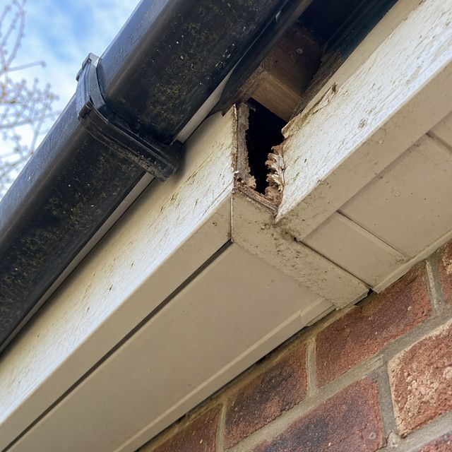 Droppings, gnawing or the entry point before treatment