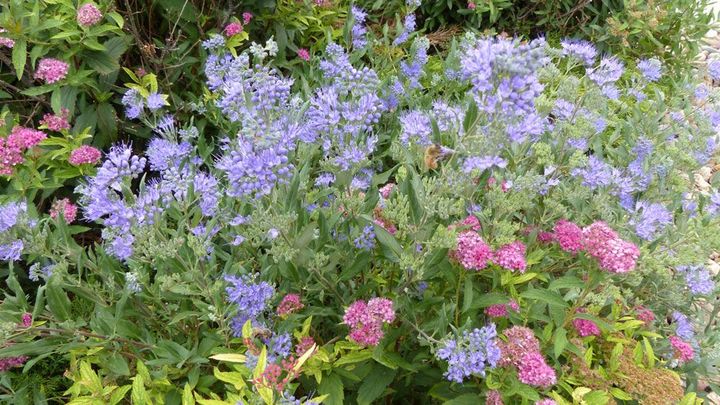 Purple and pink wildflowers blooming in a lush green garden bed