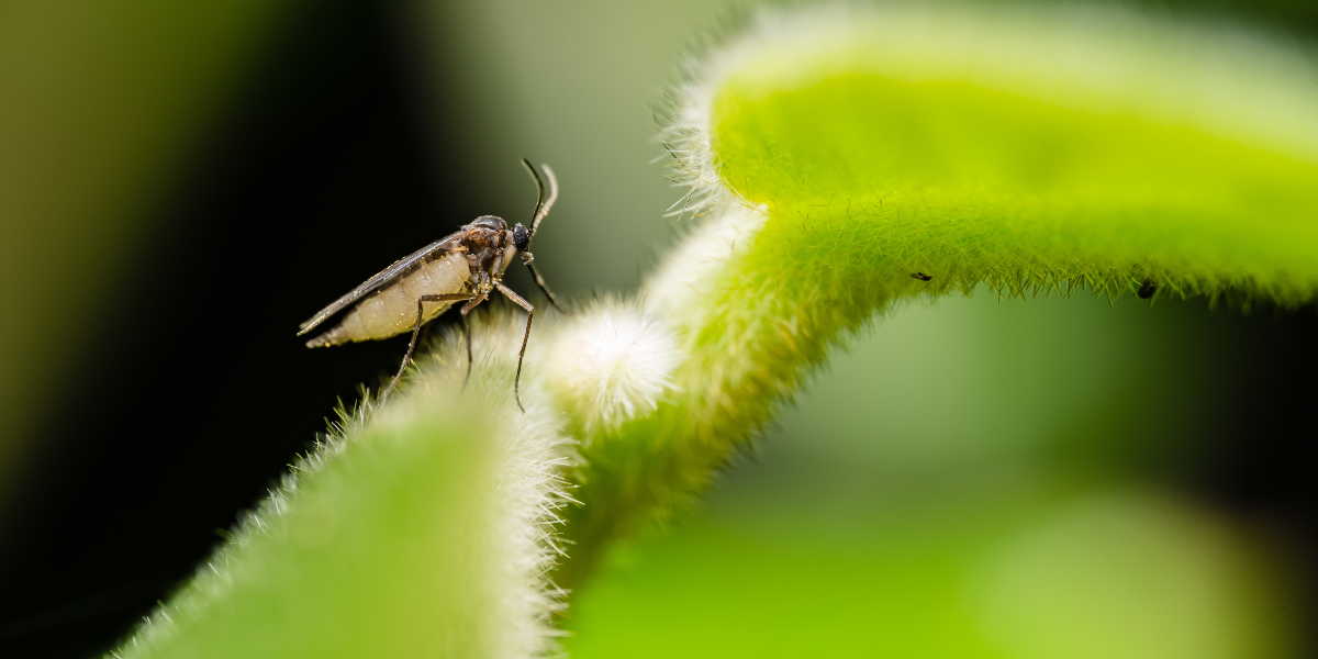 Before you treat: how to tell disease vs. drought vs. insects