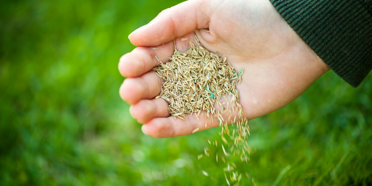 Best time to overseed or seed in Chattanooga
