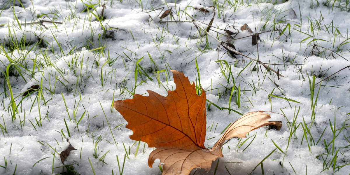 winter-lawn-care-in-tennessee