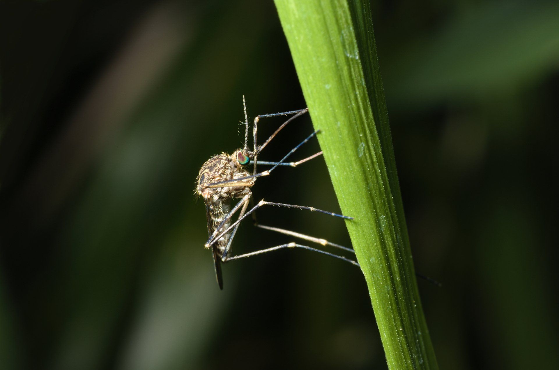 Mosquito control