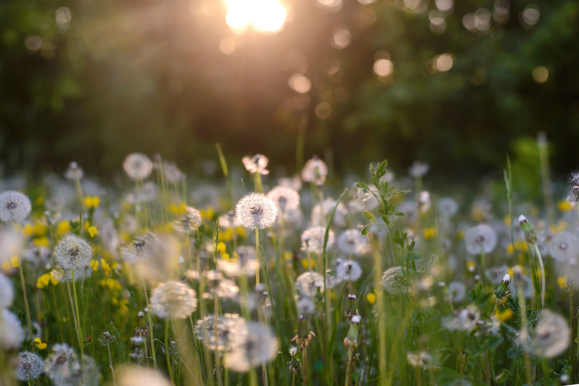A field of dandelions blowing in the wind at sunset.