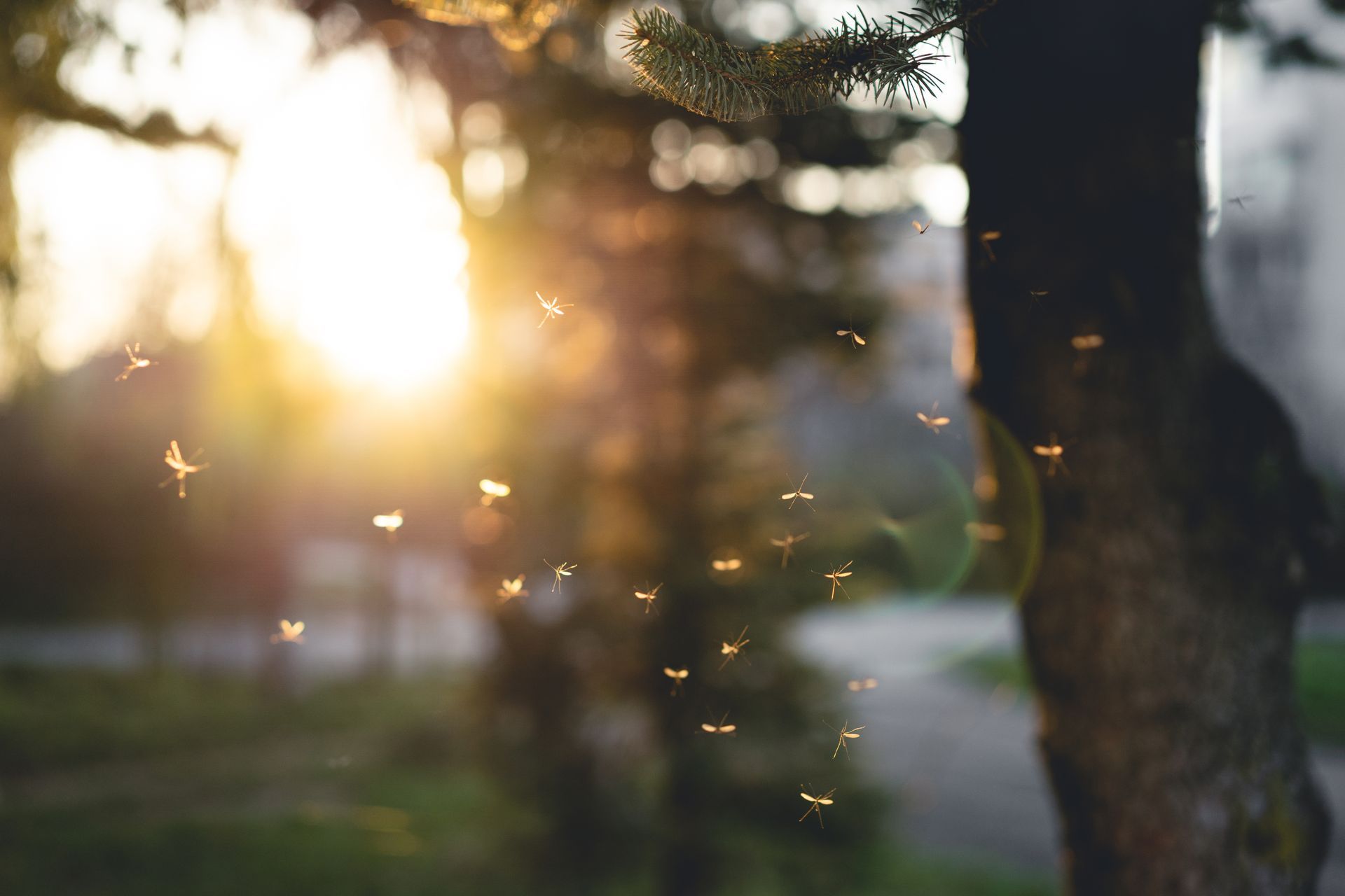 a bunch of mosquitoes are flying around a tree at sunset .