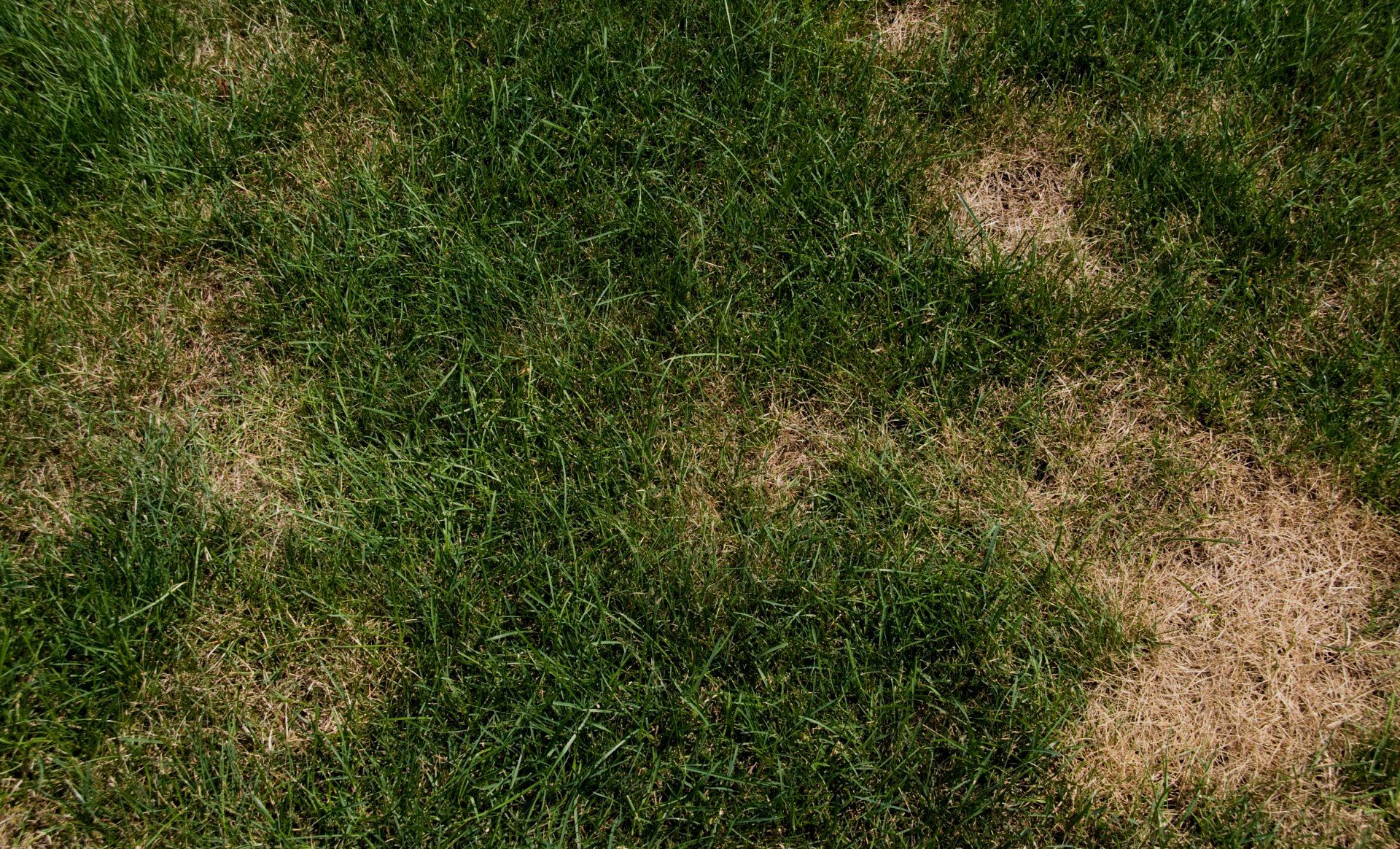 lawn disease