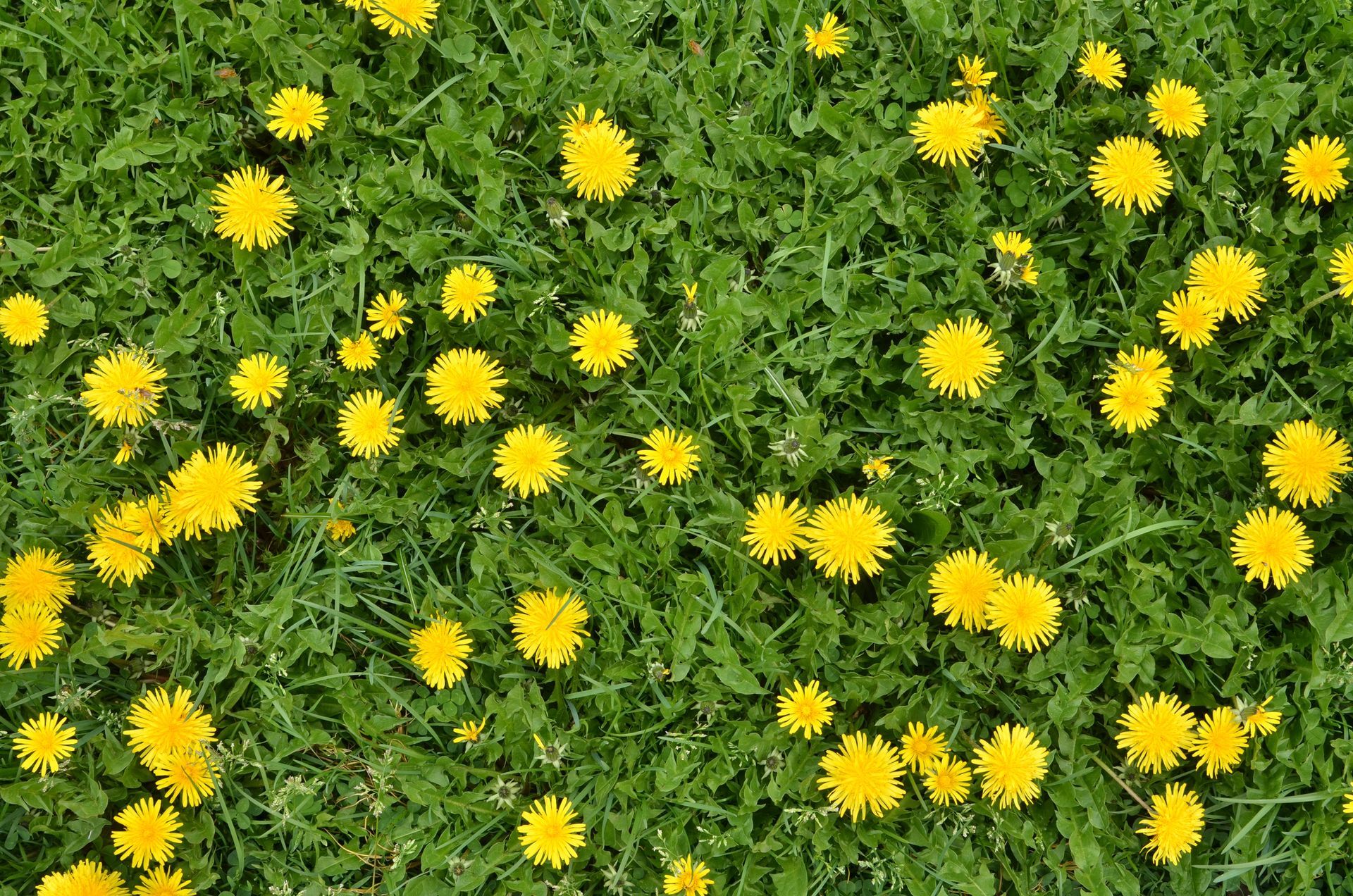 A field of dandelions growing in the grass.