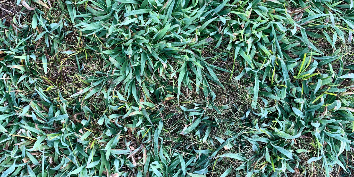 crabgrass
