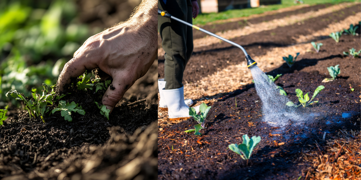 crabgrass-removal