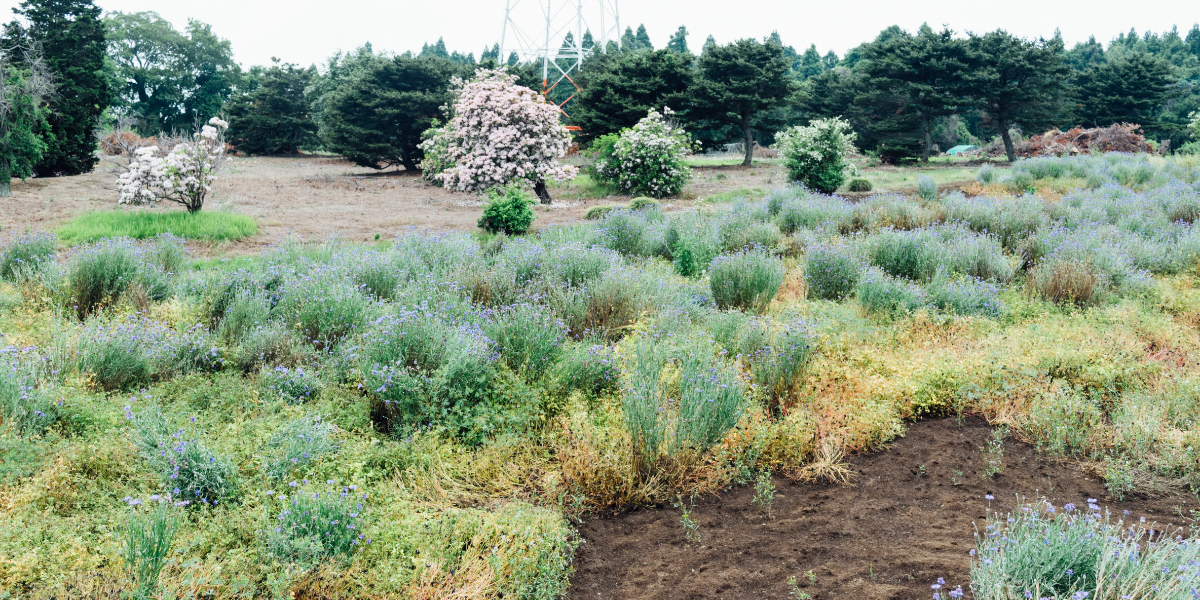 A field of lavender bushes and grasses near trees and flowering shrubs under a bright sky.