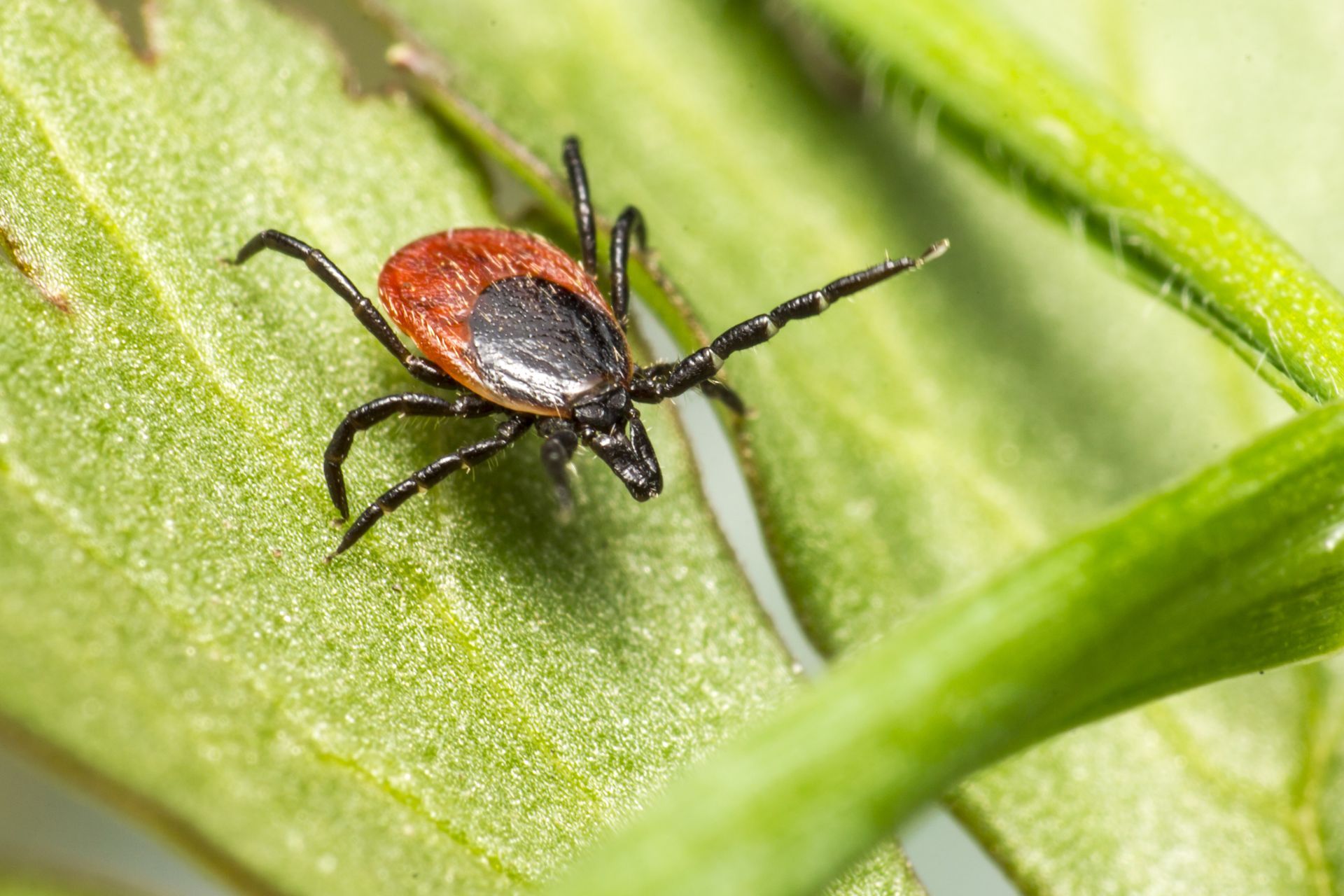 Flea & Tick Control 